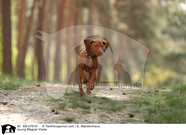 young Magyar Vizsla / KB-07616