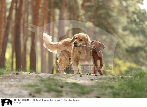 2 dogs / KB-07618