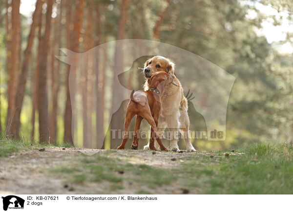 2 Hunde / 2 dogs / KB-07621