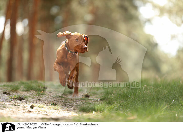 young Magyar Vizsla / KB-07622