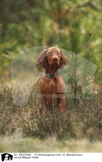 young Magyar Vizsla / KB-07629