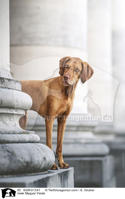 Magyar Vizsla Rde / male Magyar Vizsla / SGR-01341