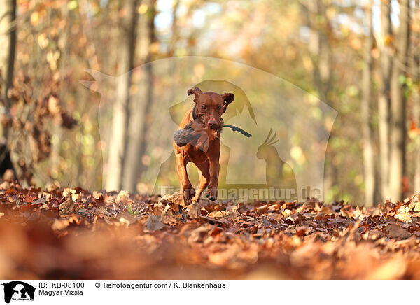 Magyar Vizsla / Magyar Vizsla / KB-08100