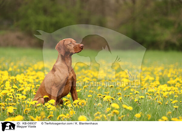 Magyar Vizsla / KB-08937