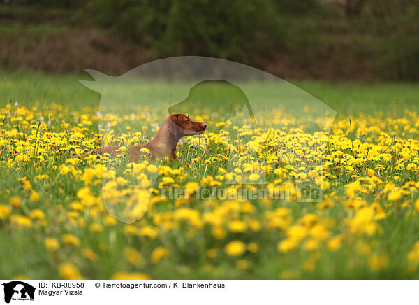 Magyar Vizsla / Magyar Vizsla / KB-08958