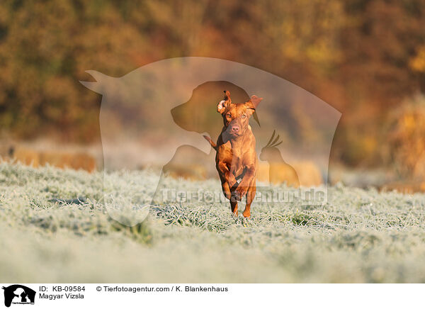 Magyar Vizsla / Magyar Vizsla / KB-09584