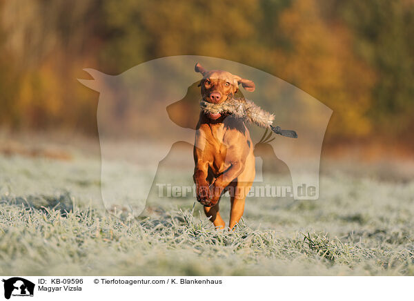 Magyar Vizsla / KB-09596