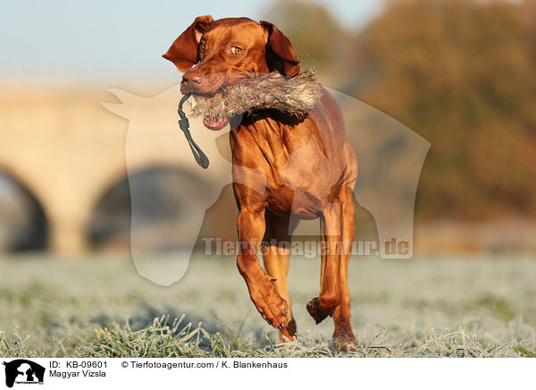 Magyar Vizsla / KB-09601