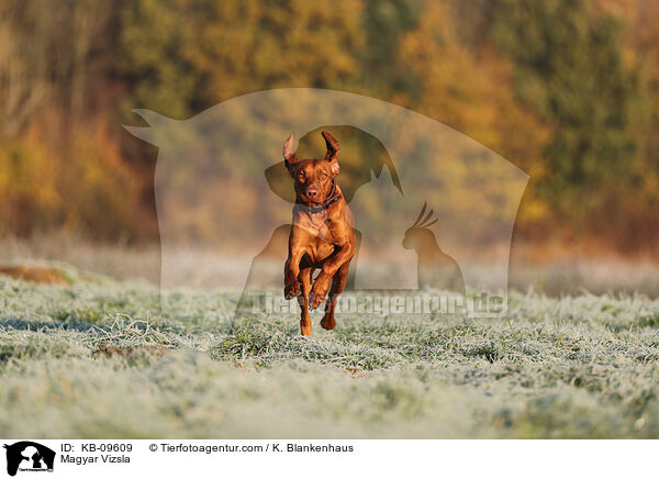 Magyar Vizsla / Magyar Vizsla / KB-09609