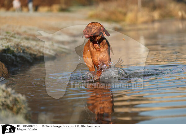 Magyar Vizsla / Magyar Vizsla / KB-09705