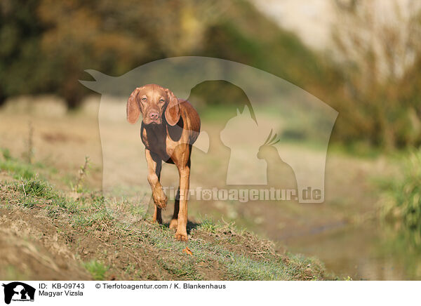 Magyar Vizsla / Magyar Vizsla / KB-09743