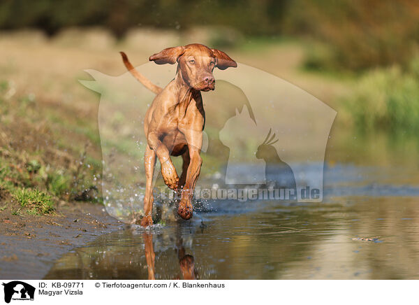 Magyar Vizsla / Magyar Vizsla / KB-09771