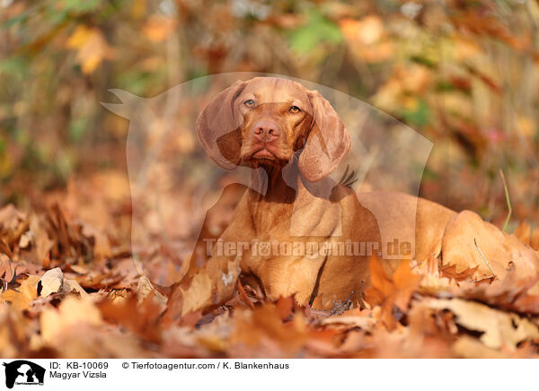 Magyar Vizsla / Magyar Vizsla / KB-10069