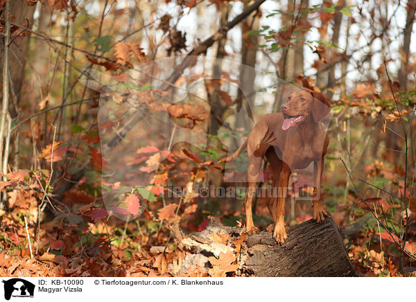 Magyar Vizsla / Magyar Vizsla / KB-10090