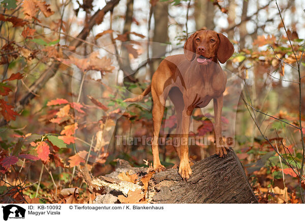 Magyar Vizsla / Magyar Vizsla / KB-10092