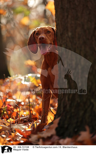 Magyar Vizsla / Magyar Vizsla / KB-10108