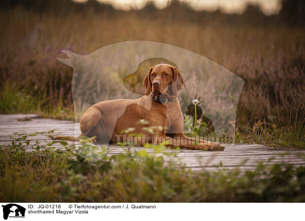 Kurzhaarvizsla / shorthaired Magyar Vizsla / JQ-01218