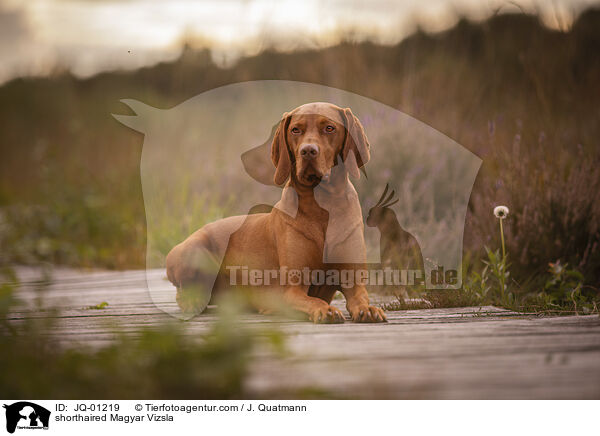 shorthaired Magyar Vizsla / JQ-01219