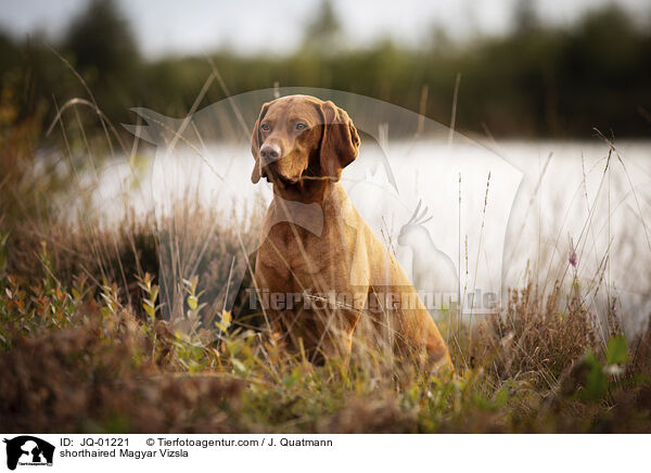 shorthaired Magyar Vizsla / JQ-01221