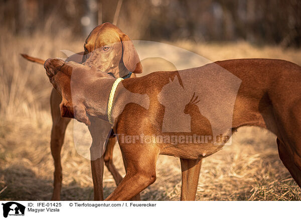 Magyar Vizsla / Magyar Vizsla / IFE-01425