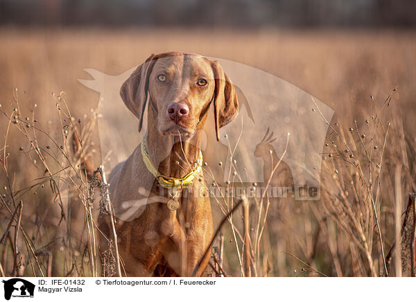 Magyar Vizsla / Magyar Vizsla / IFE-01432