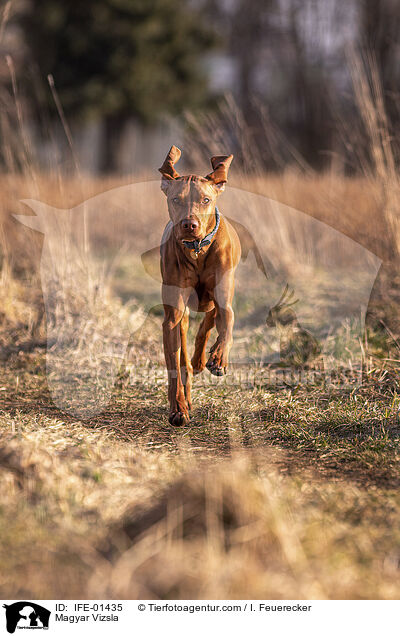 Magyar Vizsla / IFE-01435