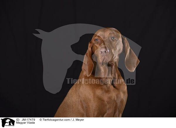 Magyar Vizsla / JM-17479