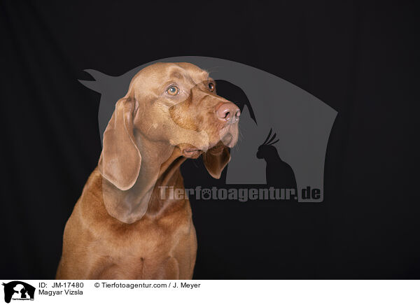 Magyar Vizsla / JM-17480