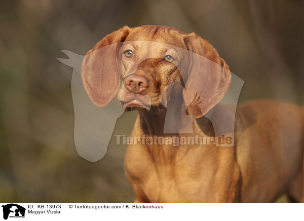 Magyar Vizsla / KB-13973