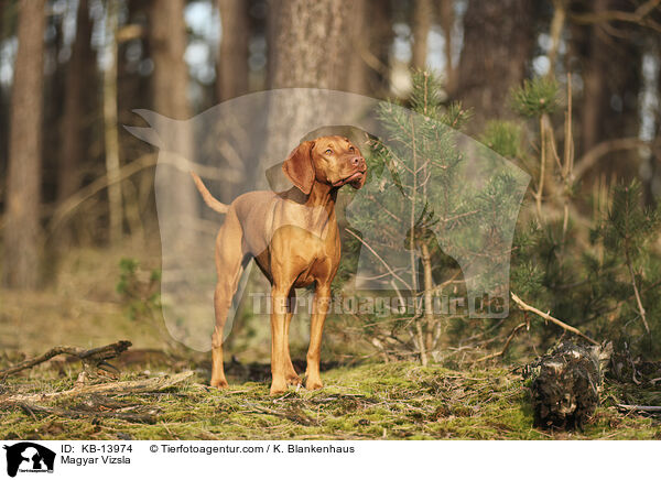 Magyar Vizsla / Magyar Vizsla / KB-13974