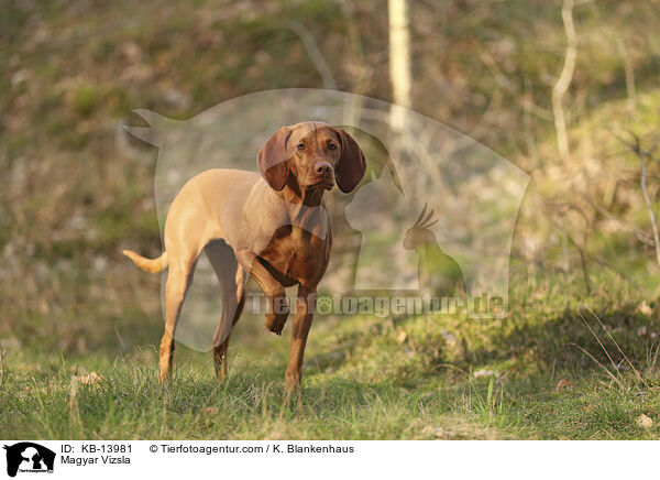 Magyar Vizsla / KB-13981