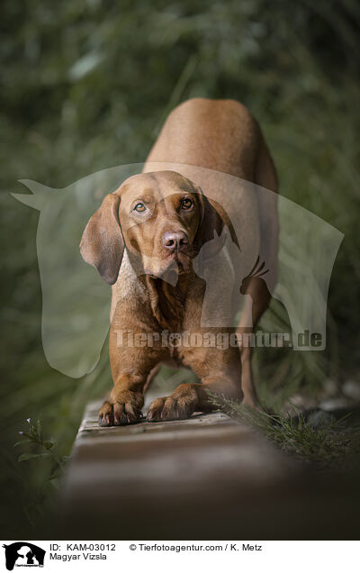 Magyar Vizsla / Magyar Vizsla / KAM-03012