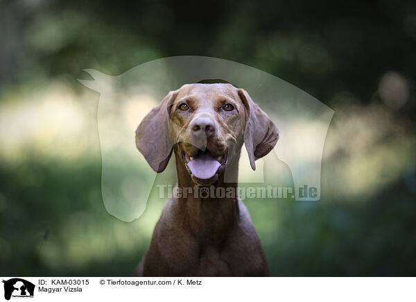 Magyar Vizsla / Magyar Vizsla / KAM-03015