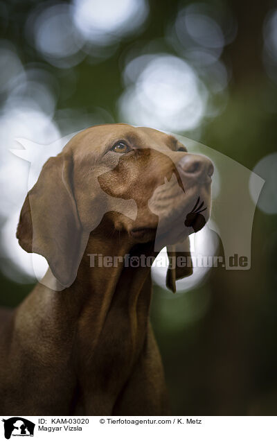 Magyar Vizsla / Magyar Vizsla / KAM-03020