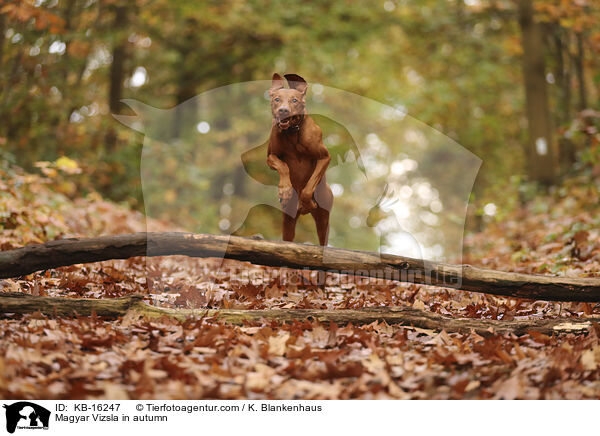 Magyar Vizsla im Herbst / Magyar Vizsla in autumn / KB-16247