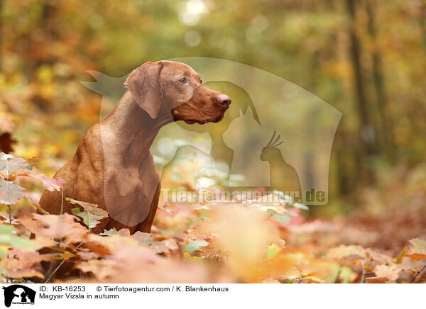 Magyar Vizsla im Herbst / Magyar Vizsla in autumn / KB-16253