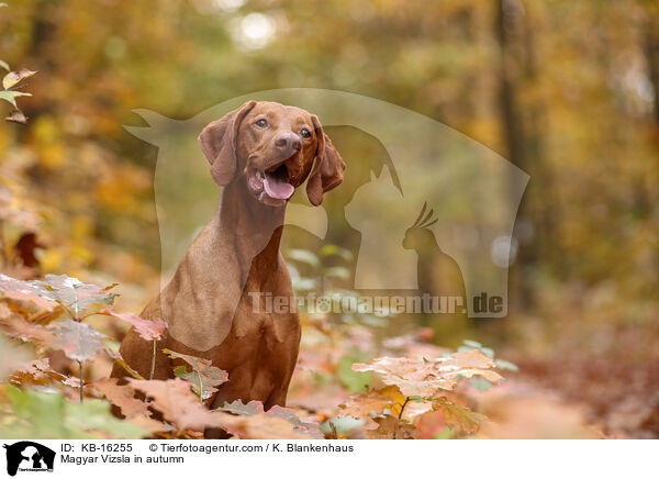 Magyar Vizsla im Herbst / Magyar Vizsla in autumn / KB-16255