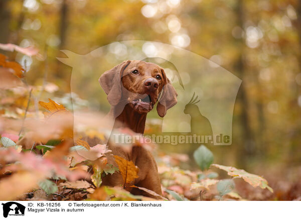 Magyar Vizsla im Herbst / Magyar Vizsla in autumn / KB-16256