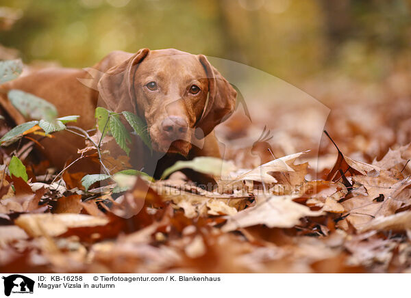 Magyar Vizsla im Herbst / Magyar Vizsla in autumn / KB-16258