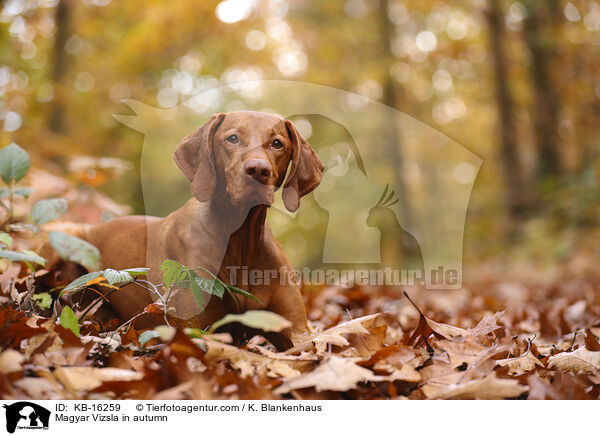 Magyar Vizsla im Herbst / Magyar Vizsla in autumn / KB-16259