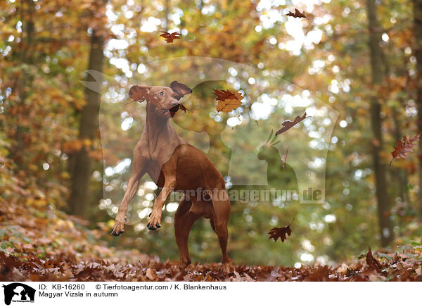 Magyar Vizsla im Herbst / Magyar Vizsla in autumn / KB-16260