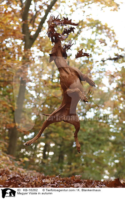 Magyar Vizsla im Herbst / Magyar Vizsla in autumn / KB-16262