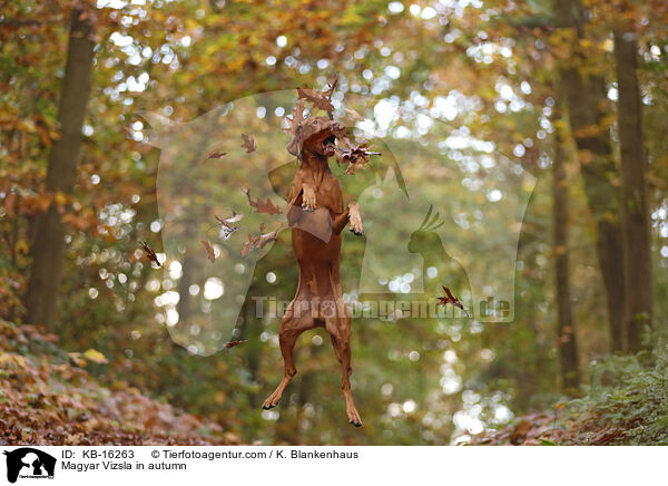 Magyar Vizsla im Herbst / Magyar Vizsla in autumn / KB-16263