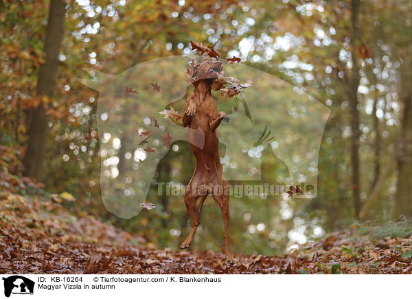 Magyar Vizsla im Herbst / Magyar Vizsla in autumn / KB-16264