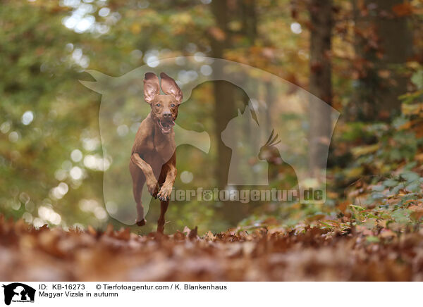 Magyar Vizsla im Herbst / Magyar Vizsla in autumn / KB-16273