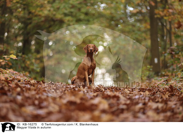 Magyar Vizsla im Herbst / Magyar Vizsla in autumn / KB-16275