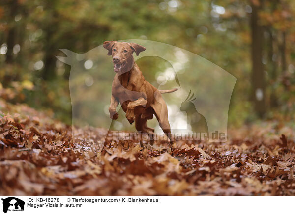 Magyar Vizsla im Herbst / Magyar Vizsla in autumn / KB-16278