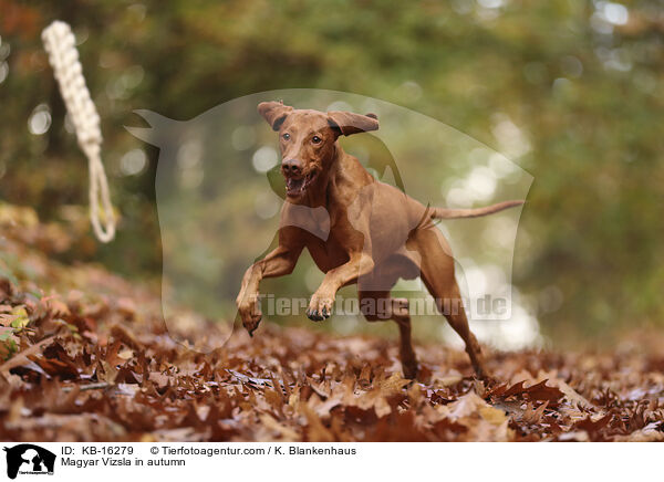 Magyar Vizsla im Herbst / Magyar Vizsla in autumn / KB-16279