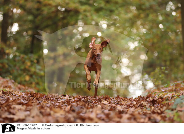 Magyar Vizsla im Herbst / Magyar Vizsla in autumn / KB-16287