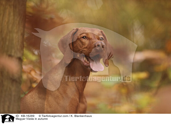 Magyar Vizsla im Herbst / Magyar Vizsla in autumn / KB-16289